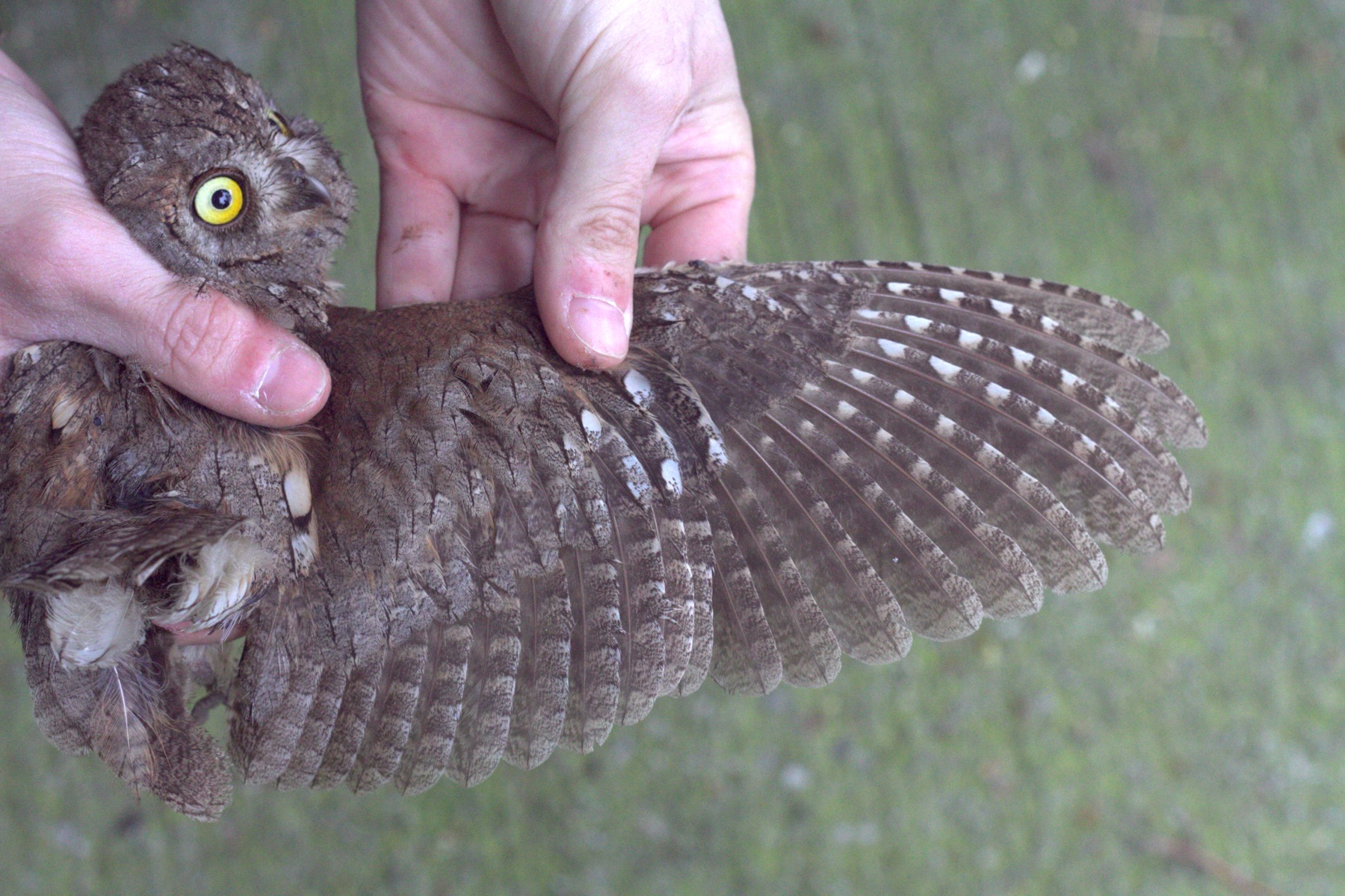 Eurasian scops owl held carefully during fieldwork